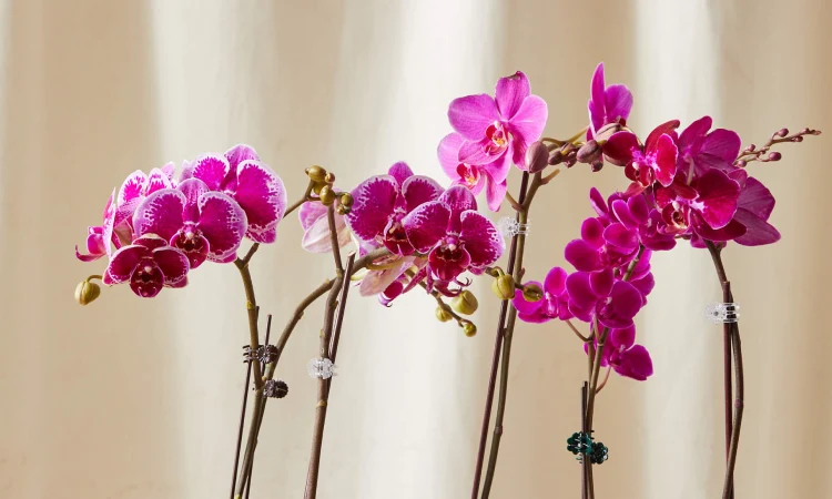 Bunga Anggrek, Sumber: bloomscape.com