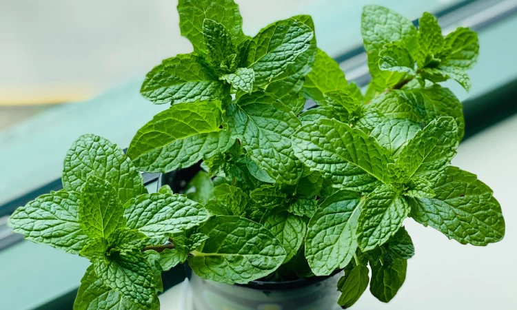 Daun mint, Sumber: amazonaws.com