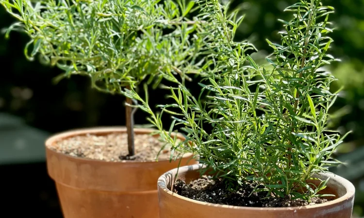 Daun rosemary, Sumber: celebratedherb.com