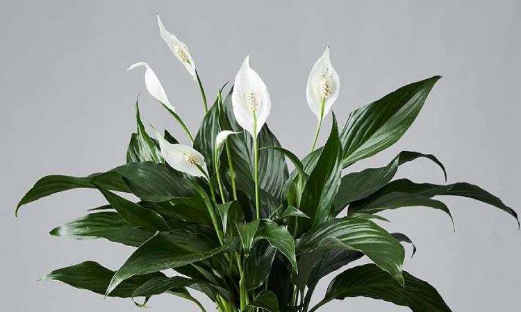 Peace Lily, Sumber: mydomaine.com