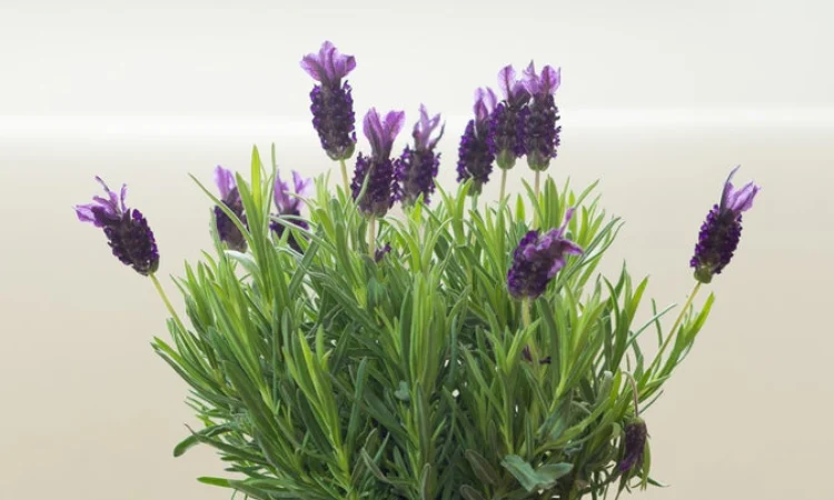 Tanaman lavender, Sumber: futurecdn.net
