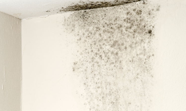 Tumbuhnya jamur di dinding toilet, Sumber: pinhome.id